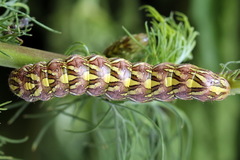 Cucullia chamomillae