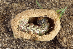 Cucullia chamomillae