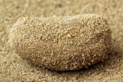 Cucullia chamomillae