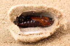 Cucullia chamomillae