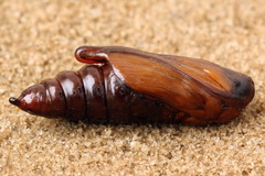 Cucullia chamomillae