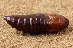 Cucullia chamomillae