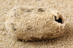 Cucullia chamomillae