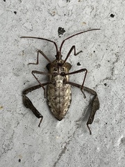 Acanthocephala declivis