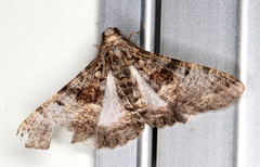 Gastrinodes argoplaca