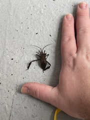 Acanthocephala declivis