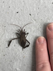 Acanthocephala declivis