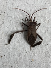 Acanthocephala declivis