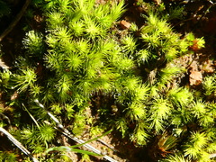 Bartramia breutelii
