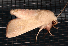 Leucania abdominalis