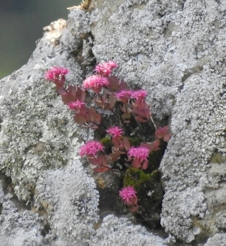 Hylotelephium cauticola iNat (1)