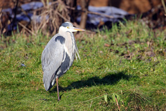 Ardea cinerea