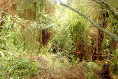 Metrosideros excelsa