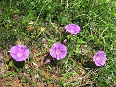Ipomoea suffulta