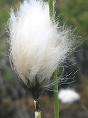 Eriophorum brachyantherum