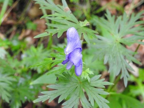 Aconitum yuparense iNat (1)