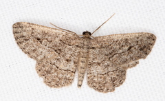 Zermizinga sinuata