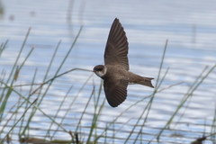 Sand Martin photo 2
