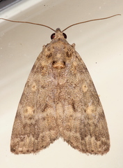 Aucha triphaenoides