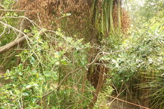 Metrosideros excelsa