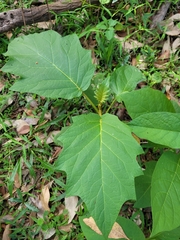 Solanum chrysotrichum