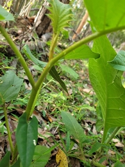 Solanum chrysotrichum