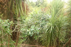 Metrosideros excelsa