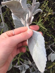 Eriodictyon tomentosum