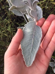 Eriodictyon tomentosum