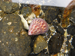 Prothalotia pulcherrima