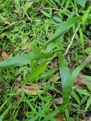 Paspalum mandiocanum