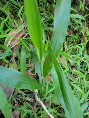 Paspalum mandiocanum