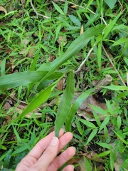 Paspalum mandiocanum