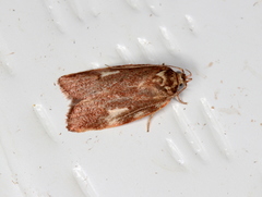 Syringoseca mimica