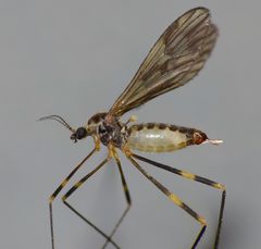 Amphineurus fatuus