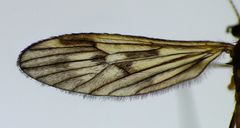Amphineurus fatuus