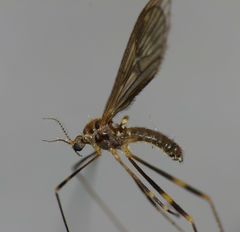 Amphineurus fatuus