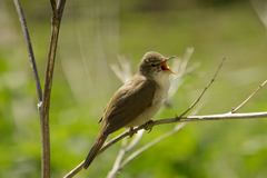 Acrocephalus dumetorum