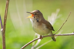 Acrocephalus dumetorum