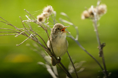 Acrocephalus dumetorum