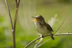 Acrocephalus dumetorum