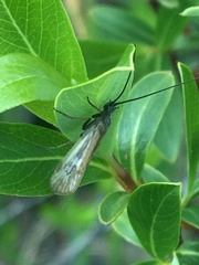 Arctopora