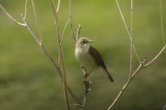 Acrocephalus dumetorum