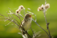 Acrocephalus dumetorum