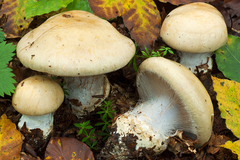Cortinarius anserinus