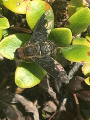 Hemipenthes seminiger