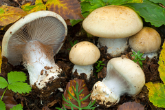 Cortinarius anserinus