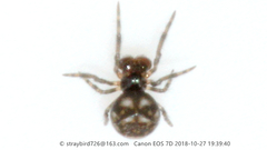 Mysmenidae