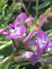 Astragalus bodinii