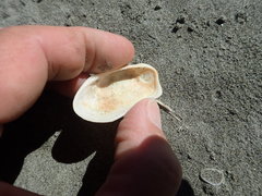 Barbatia novaezealandiae